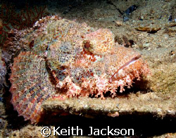 Sea scorpion by Keith Jackson 